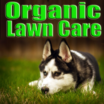 Top half of picture says Organic Lawn Care bottom half shows a Husky lying in the grass.